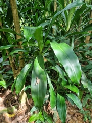 Krananda semihyalina