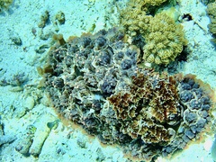 Dendrodoris carbunculosa