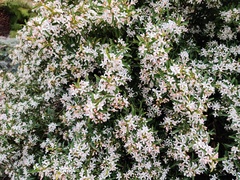 Philotheca myoporoides