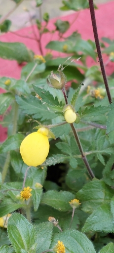Calceolaria tripartita (Calceolaria tripartita)