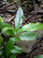 Helicia cochinchinensis