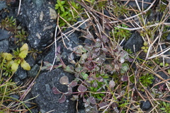 Medicago lupulina
