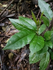 Helicia cochinchinensis