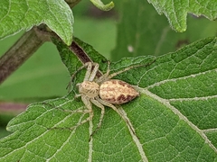 Oxyopes variabilis