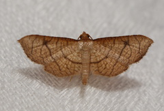 Hypolamprus ypsilon
