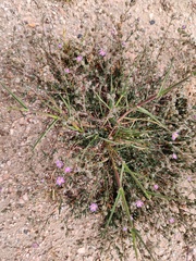 Euryomyrtus ramosissima