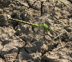 Ophiogomphus cecilia