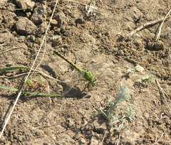 Ophiogomphus cecilia