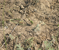 Ophiogomphus cecilia