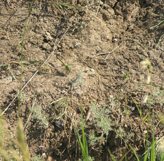 Ophiogomphus cecilia