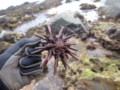 Phyllacanthus parvispinus