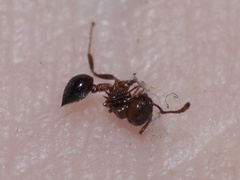 Crematogaster pilosa