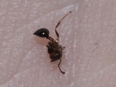 Crematogaster pilosa