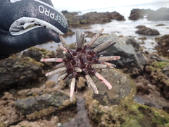 Phyllacanthus parvispinus