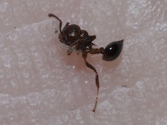 Crematogaster pilosa