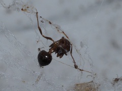Crematogaster pilosa