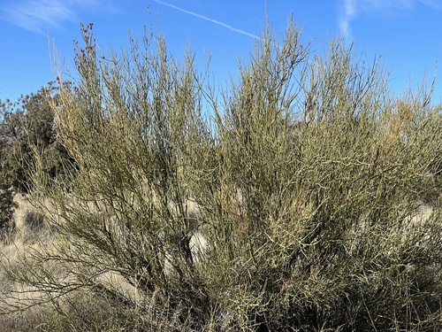 Crucifixion thorn (Canotia holacantha)