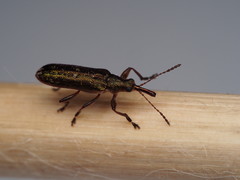 Rhicnobelus metallicus