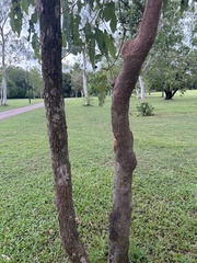 Corymbia ptychocarpa