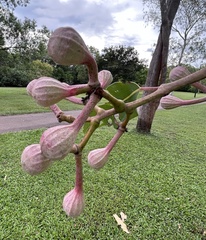 Corymbia ptychocarpa
