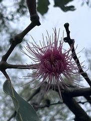 Corymbia ptychocarpa