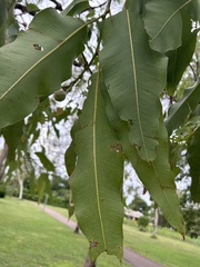 Corymbia ptychocarpa
