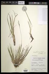 Dichanthelium perlongum