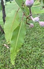 Corymbia ptychocarpa