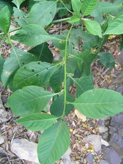 Deeringia polysperma