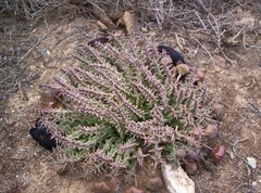 Tridentea gemmiflora