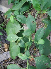 Deeringia polysperma