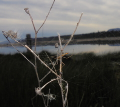 Tetragnatha caudata
