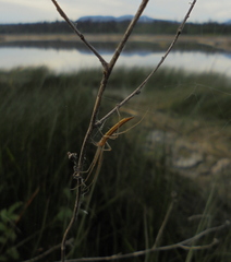 Tetragnatha caudata