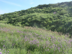 Astragalus onobrychis