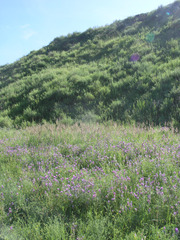 Astragalus onobrychis
