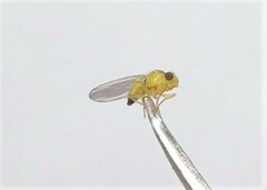 Aulagromyza tridentata