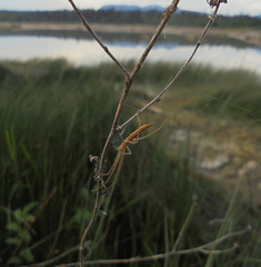 Tetragnatha caudata