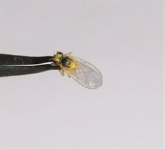 Aulagromyza tridentata