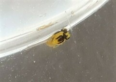 Aulagromyza tridentata