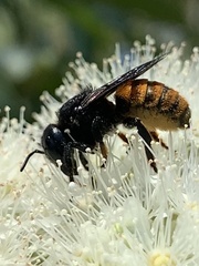 Megachile ustulata