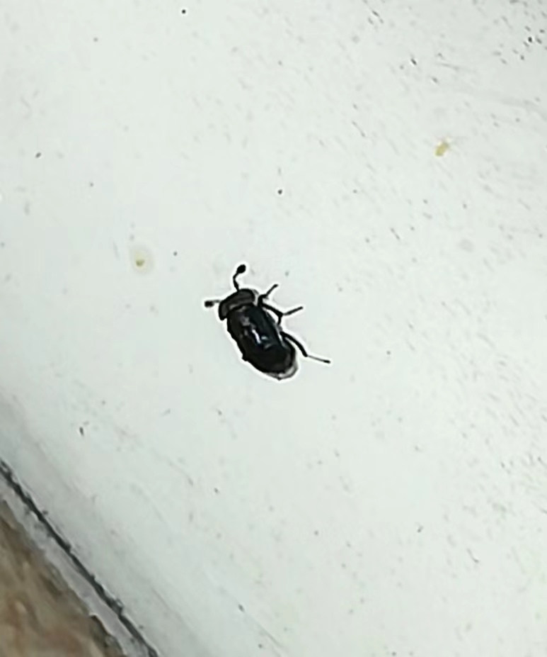 Winged and Once-winged Insects from 501 Stirling Rd, 新加坡 148951 on ...