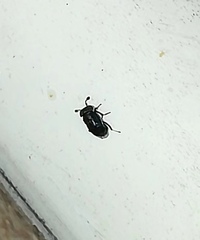 Pterygota