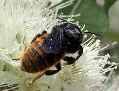 Megachile ustulata