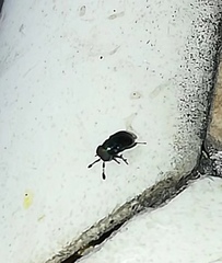 Pterygota