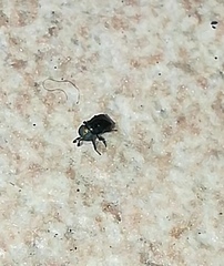 Pterygota