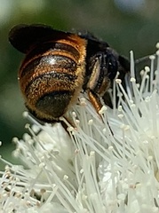Megachile ustulata