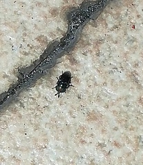 Pterygota