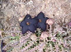 Tridentea gemmiflora