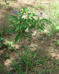 Solanum campylacanthum