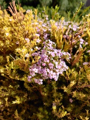 Coleonema pulchellum